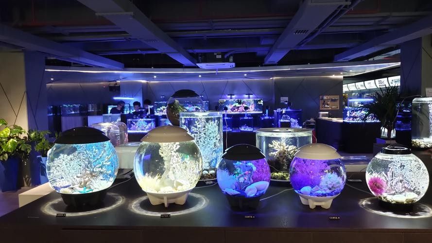 鳳山開水族店怎么樣？加盟祥龍魚場賣龍魚市場怎樣？