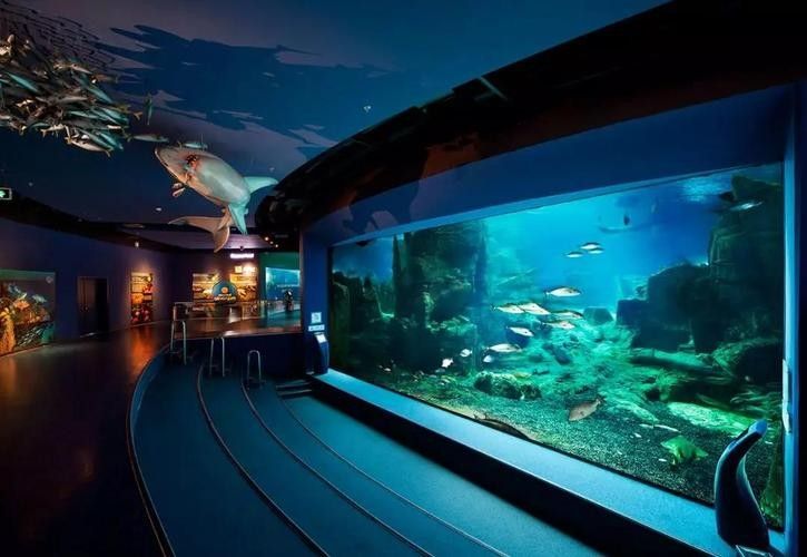 鳳山開水族店怎么樣？加盟祥龍魚場賣龍魚市場怎樣？