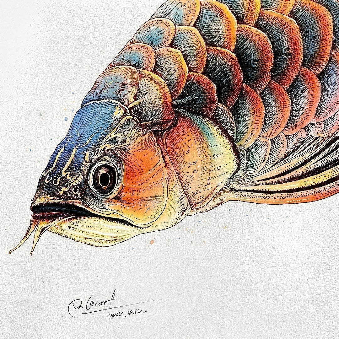 金龍魚水彩畫：學(xué)習(xí)金龍魚水彩畫的步驟 金龍魚水彩畫：學(xué)習(xí)金龍魚水彩畫的步驟 龍魚百科