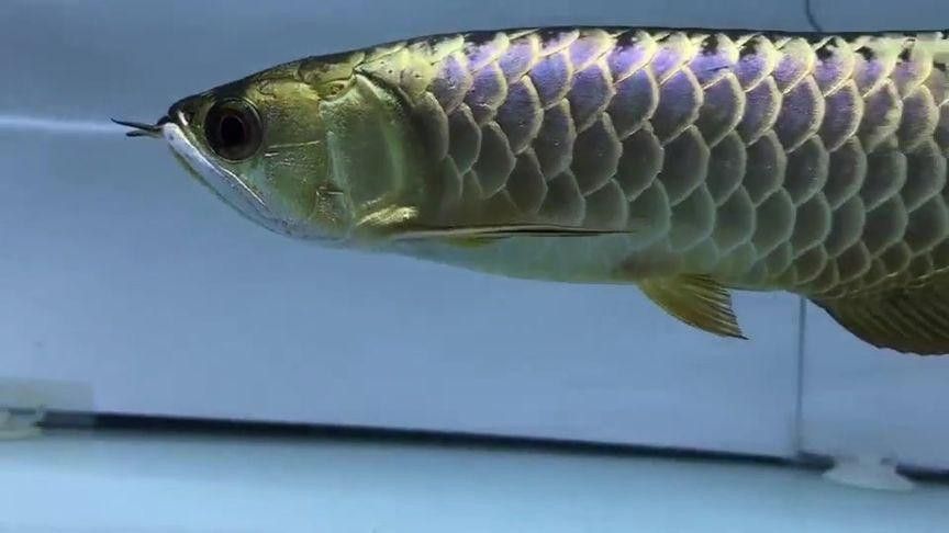 紫金龍魚圖片欣賞