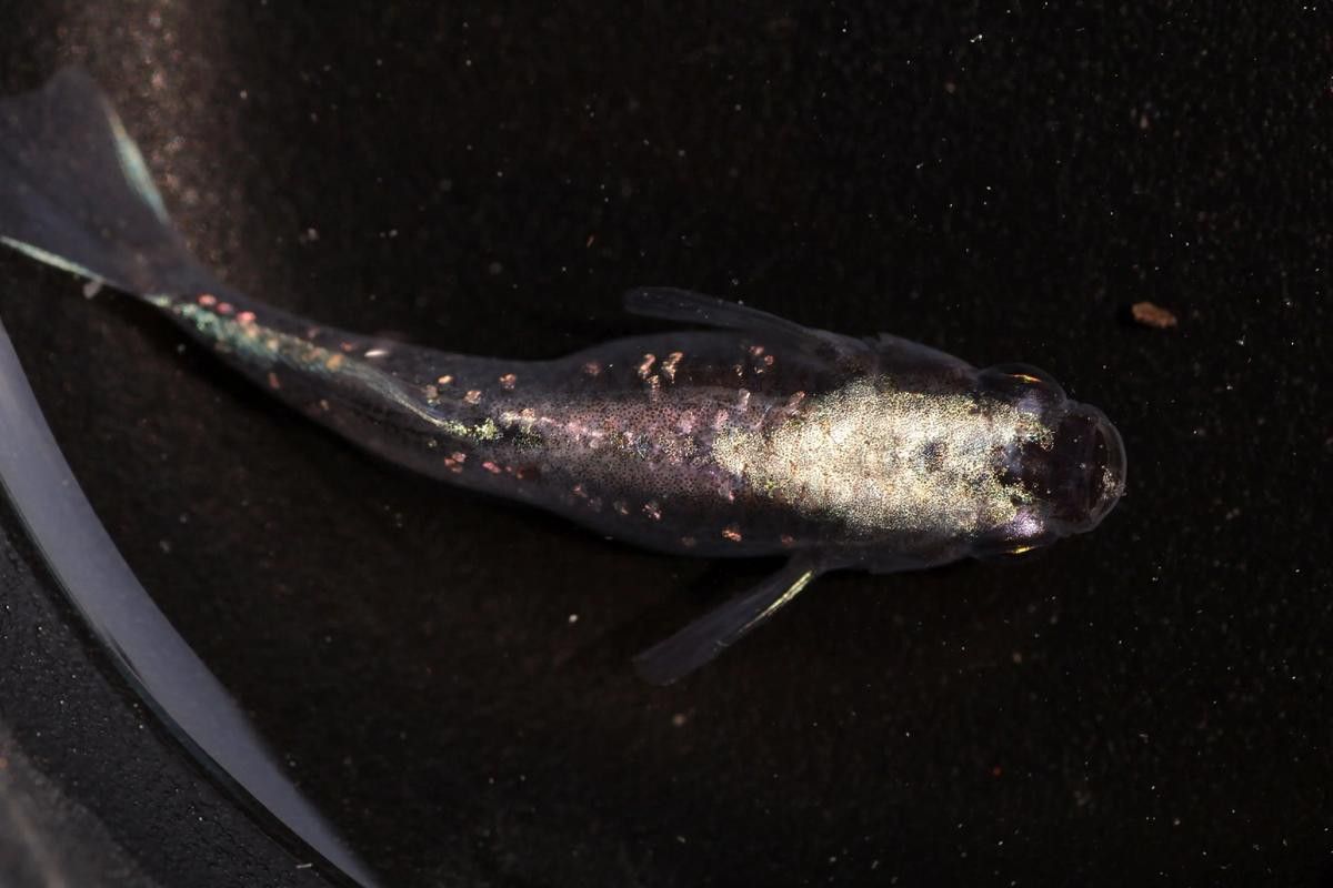 紫金龍魚圖片欣賞