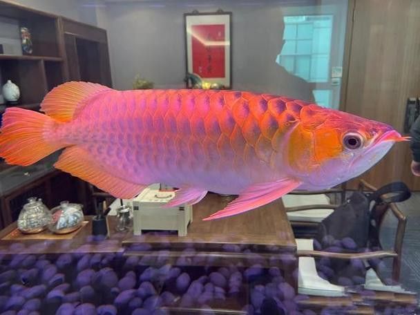 紫金龍魚圖片欣賞