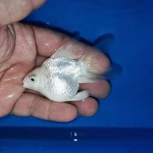 揭陽開水族店怎么樣？加盟祥龍魚場賣龍魚市場怎樣？