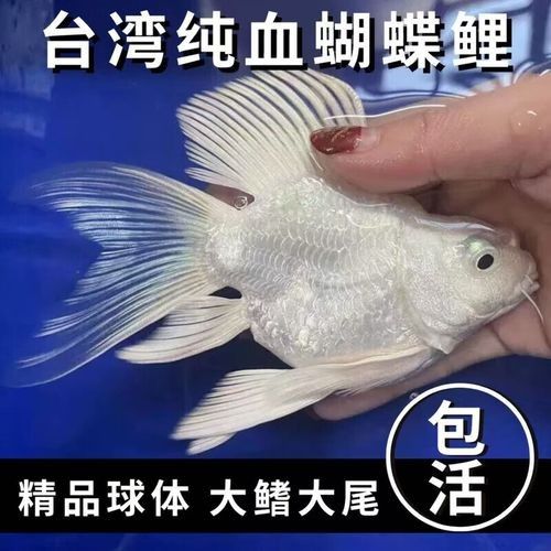 揭陽開水族店怎么樣？加盟祥龍魚場賣龍魚市場怎樣？