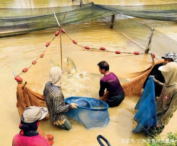 天全開(kāi)水族店怎么樣？加盟祥龍魚(yú)場(chǎng)賣龍魚(yú)市場(chǎng)怎樣？