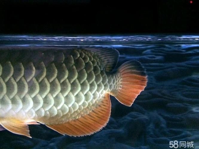 天全開(kāi)水族店怎么樣？加盟祥龍魚(yú)場(chǎng)賣龍魚(yú)市場(chǎng)怎樣？