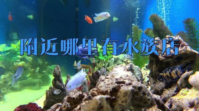 云和開水族店怎么樣？加盟祥龍魚場賣龍魚市場怎樣？