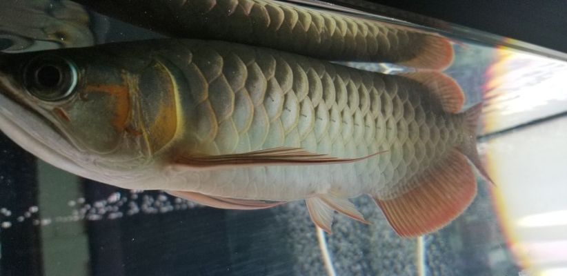 龍魚飼料品牌推薦大全:知名的龍魚飼料品牌有哪些? 龍魚百科 第5張 龍魚飼料品牌推薦大全:知名的龍魚飼料品牌有哪些? 龍魚飼料品牌推薦大全:知名的龍魚飼料品牌有哪些? 龍魚百科 第5張