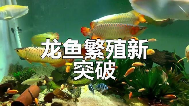 龍魚人工繁殖成功了嗎視頻 龍魚人工繁殖成功了嗎視頻 龍魚百科