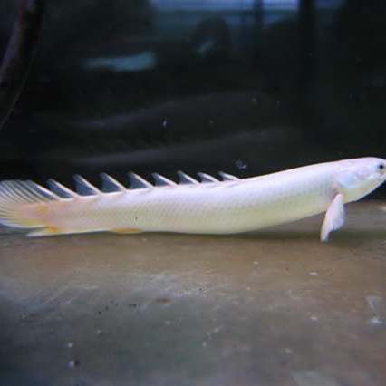 金恐龍魚能長多大 金恐龍魚能長多大 龍魚百科 第4張