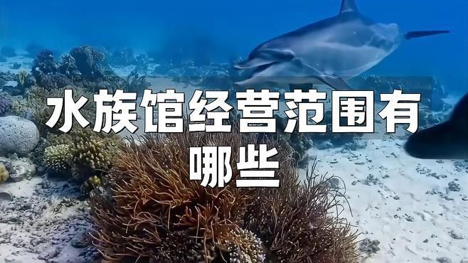 長(zhǎng)子開水族店怎么樣？加盟祥龍魚場(chǎng)賣龍魚市場(chǎng)怎樣？