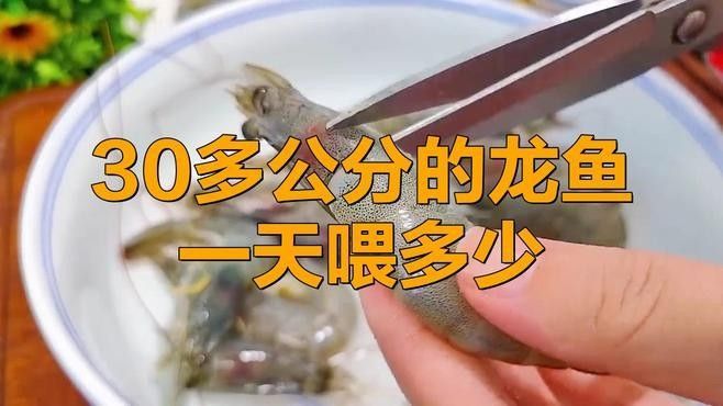 黃梅開水族店怎么樣？加盟祥龍魚場賣龍魚市場怎樣？ 黃梅開水族店怎么樣？加盟祥龍魚場賣龍魚市場怎樣？ 水族館百科（水族館加盟） 第7張