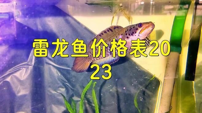 雷龍魚分類圖鑒大全及價格