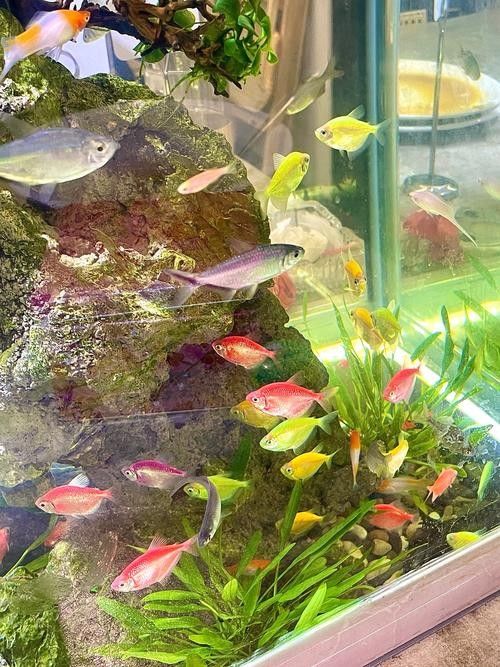 北海開水族店怎么樣？加盟祥龍魚場賣龍魚市場怎樣？