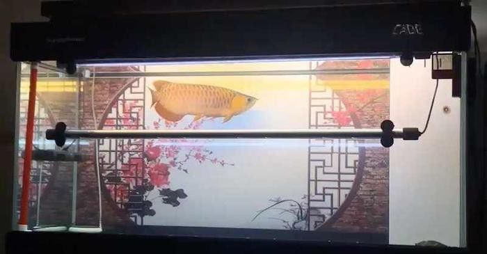 【二手龍魚】