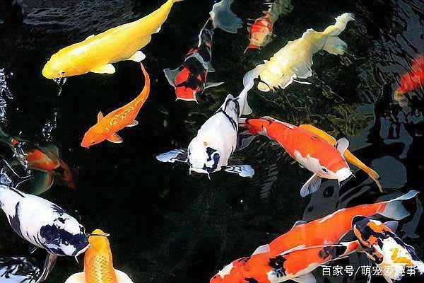 錦鯉的種類及圖片大全