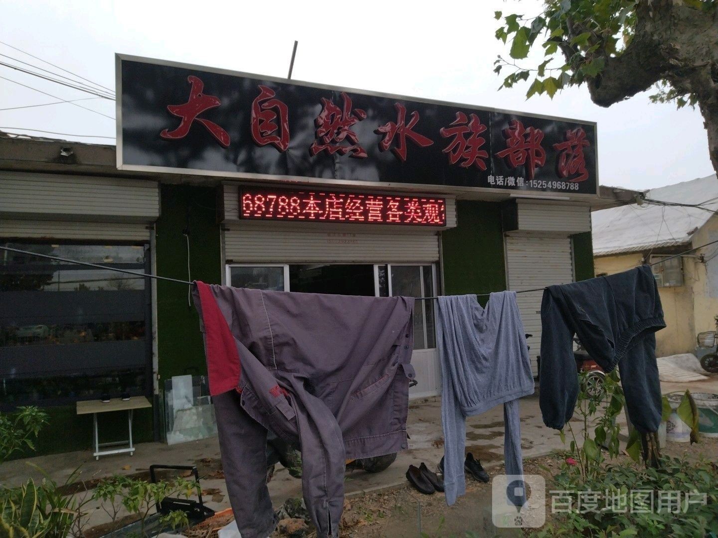 臨沭開水族店怎么樣？加盟祥龍魚場賣龍魚市場怎樣？