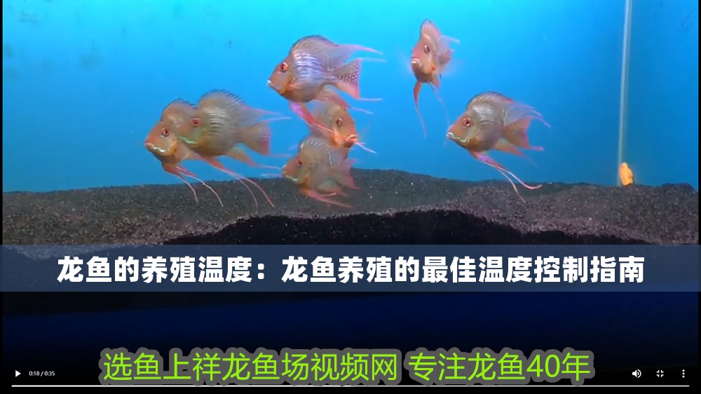 龍魚的養殖溫度：龍魚養殖的最佳溫度控制指南 龍魚的養殖溫度：龍魚養殖的最佳溫度控制指南 龍魚百科 第1張