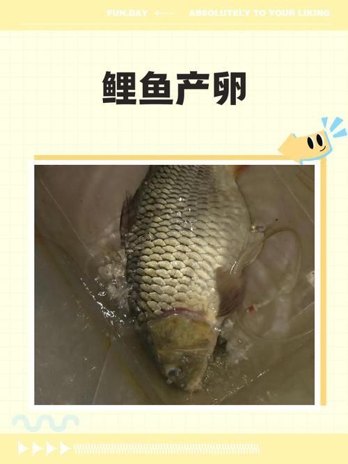 錦鯉產卵前的大肚子圖片