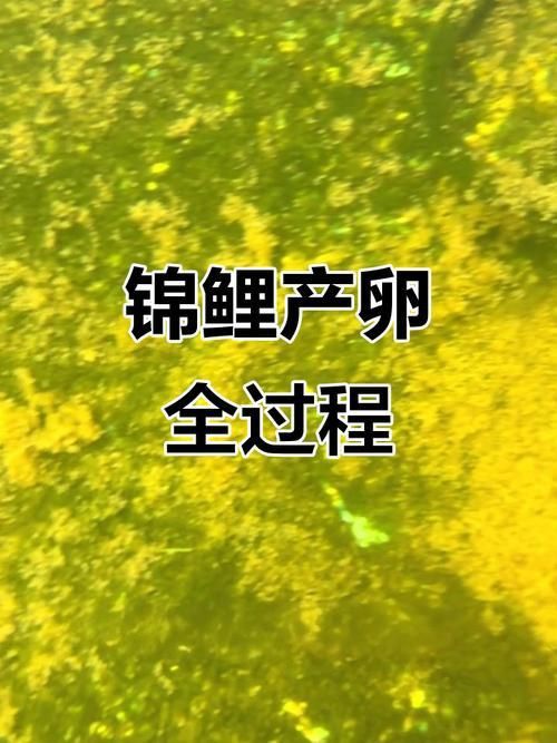 錦鯉產卵前的大肚子圖片