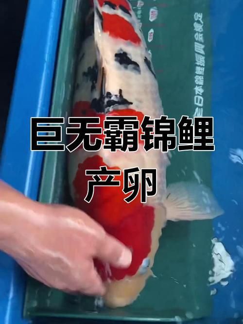 錦鯉產卵前的大肚子圖片
