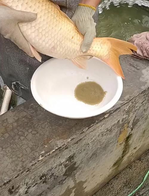 錦鯉產卵前的大肚子圖片