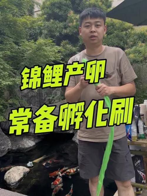 錦鯉產卵前的大肚子圖片