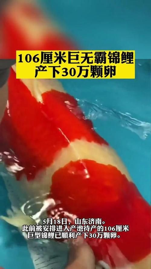 錦鯉產卵前的大肚子圖片