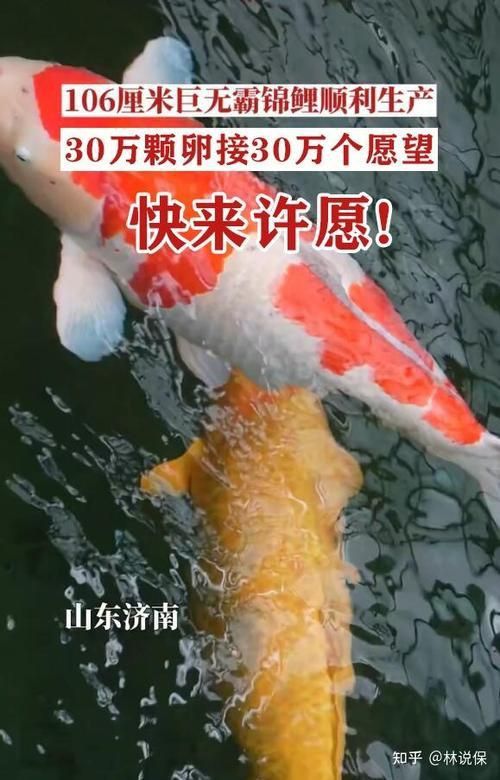 錦鯉產卵前的大肚子圖片