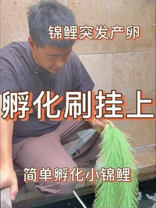 錦鯉產卵前的大肚子圖片