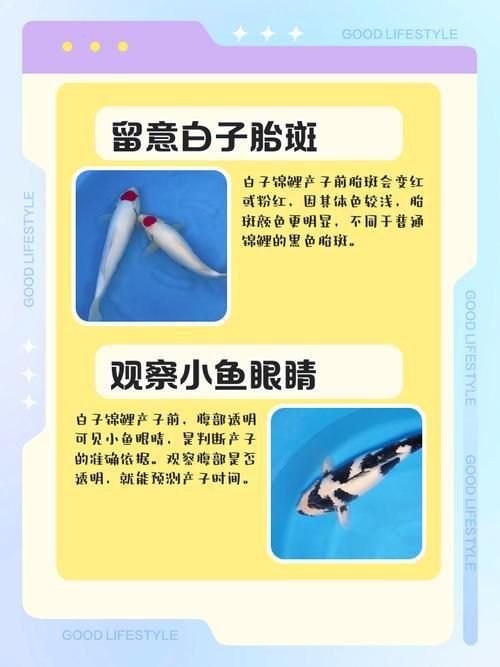 錦鯉產卵前的大肚子圖片