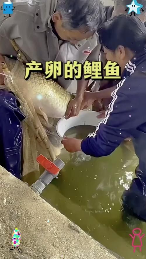 錦鯉產卵前的大肚子圖片