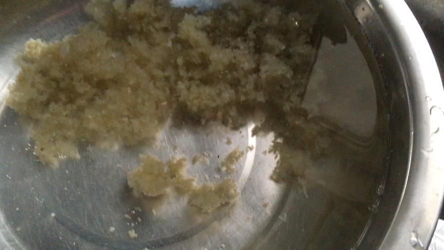 錦鯉產卵前的大肚子圖片