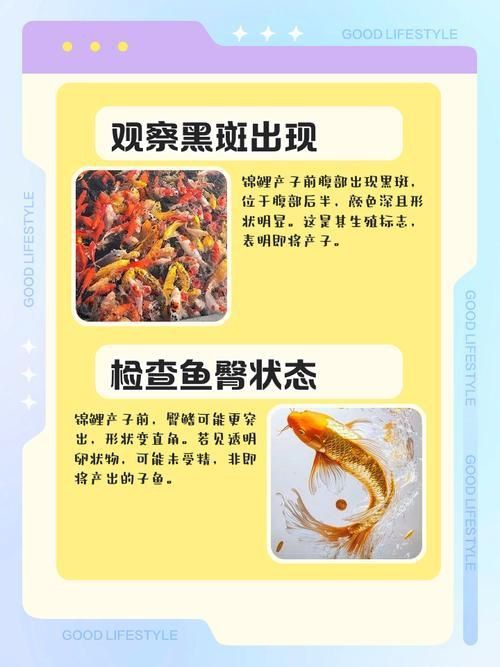 錦鯉產卵前的大肚子圖片