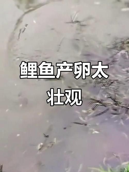 錦鯉產卵前的大肚子圖片