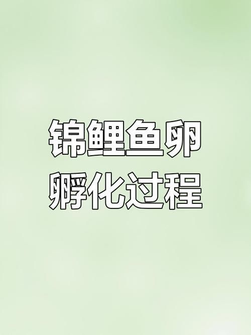 錦鯉產卵前的大肚子圖片