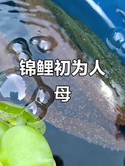 錦鯉產卵前的大肚子圖片