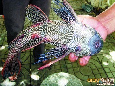 龍魚會叫：龍魚會發出叫聲嗎？