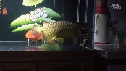 龍魚會叫：龍魚會發出叫聲嗎？