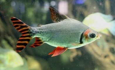 龍魚配飛鳳魚能繁殖嗎：龍魚和飛鳳魚的繁殖可能性不高，龍魚配飛鳳魚能繁殖嗎 龍魚配飛鳳魚能繁殖嗎：龍魚和飛鳳魚的繁殖可能性不高，龍魚配飛鳳魚能繁殖嗎 龍魚百科 第2張