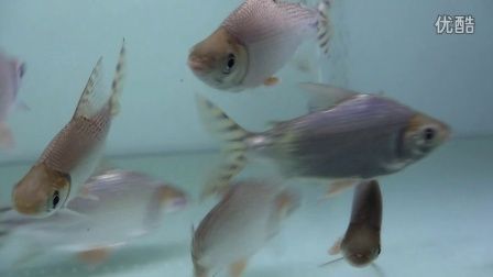 龍魚配飛鳳魚能繁殖嗎：龍魚和飛鳳魚的繁殖可能性不高，龍魚配飛鳳魚能繁殖嗎 龍魚配飛鳳魚能繁殖嗎：龍魚和飛鳳魚的繁殖可能性不高，龍魚配飛鳳魚能繁殖嗎 龍魚百科 第1張