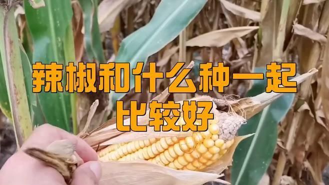 辣椒和誰挨著種最好呢
