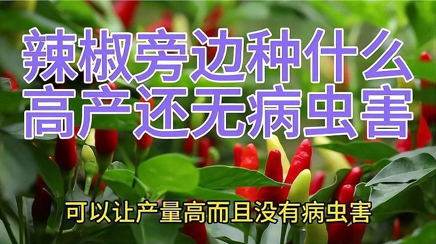 辣椒和誰挨著種最好呢