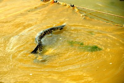 龍魚(yú)是否可以吃蝌蚪（龍魚(yú)可以吃蝌蚪嗎）