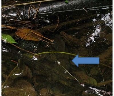 野生雷龍魚(yú)的分布地點(diǎn)主要集中在特定的河流流域和水域和水域：野生雷龍魚(yú)的分布地點(diǎn)
