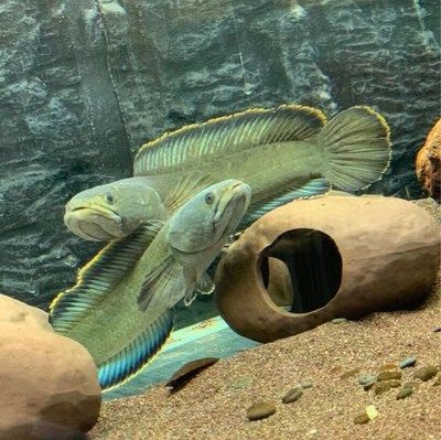 野生雷龍魚(yú)的分布地點(diǎn)主要集中在特定的河流流域和水域和水域：野生雷龍魚(yú)的分布地點(diǎn)