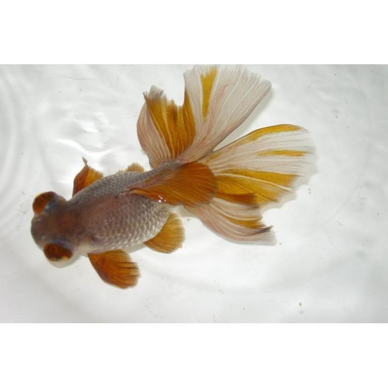 龍睛魚是兇魚還是吉魚