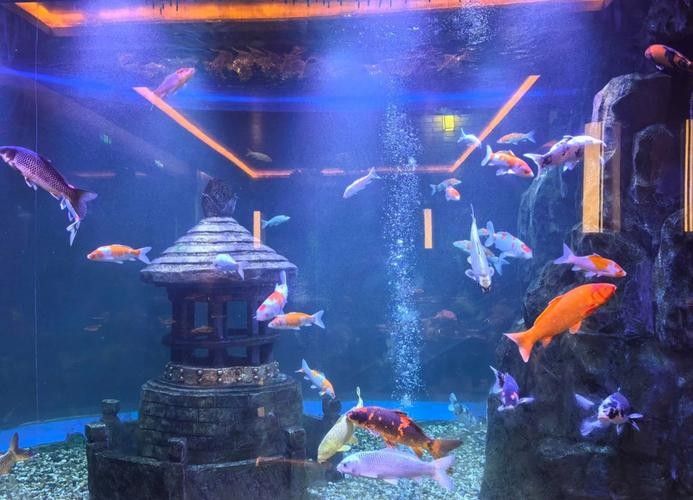 淮陽開水族店怎么樣？加盟祥龍魚場賣龍魚市場怎樣？