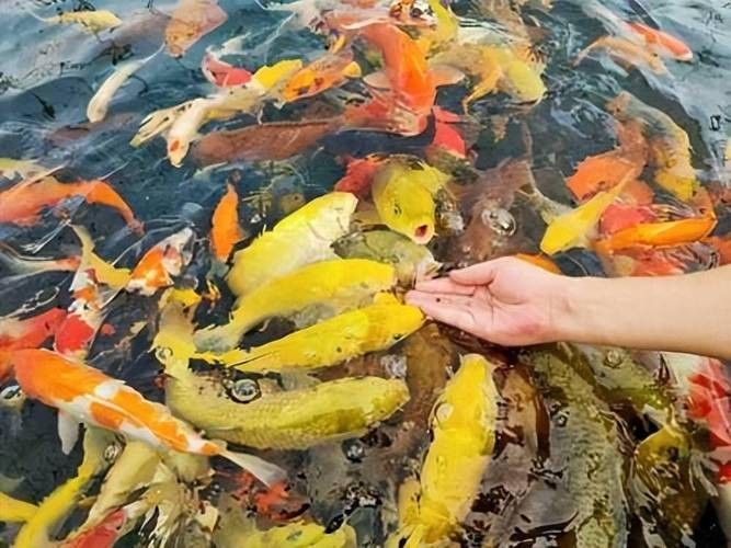 鎮(zhèn)平開水族店怎么樣？加盟祥龍魚場(chǎng)賣龍魚市場(chǎng)怎樣？