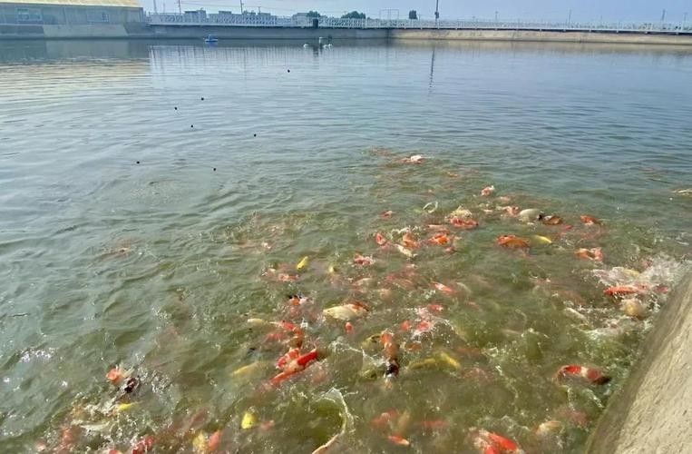 鎮(zhèn)平開水族店怎么樣？加盟祥龍魚場(chǎng)賣龍魚市場(chǎng)怎樣？